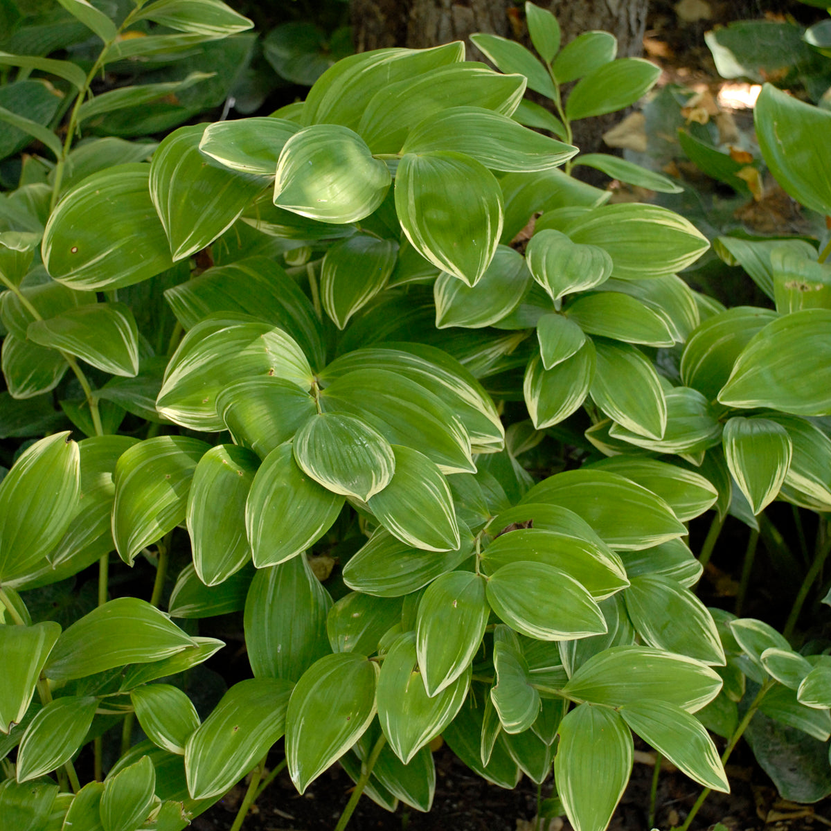 Polygonatum odoratum Variegatum 5.25" Pot Well Rooted Perennial Solomon's Seal