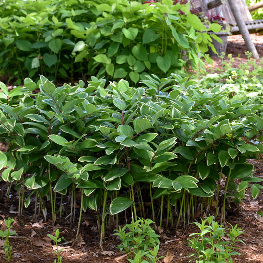 Polygonatum odoratum Variegatum 5.25" Pot Well Rooted Perennial Solomon's Seal