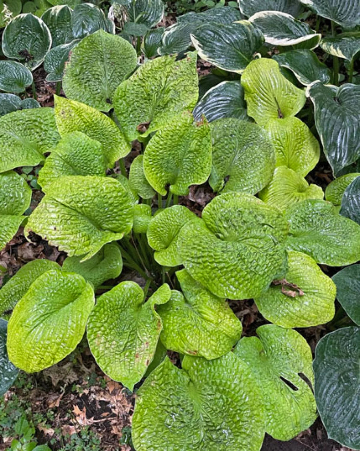 Hosta River Valley Gold 5.25" Pot Well Rooted Perennial Shade Plant