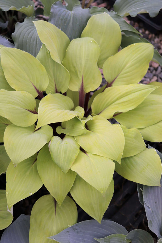 Hosta Rough Lemon 5.25" Pot Well Rooted Perennial Shade Plant