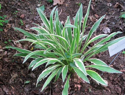 Hosta Sandhill Crane Perennial Shade Plant Unique