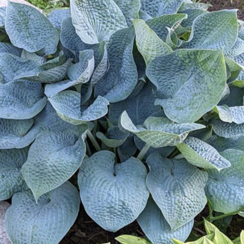 Hosta Sapphire Pillows 5.25" Pot Well Rooted Perennial Shade Plant