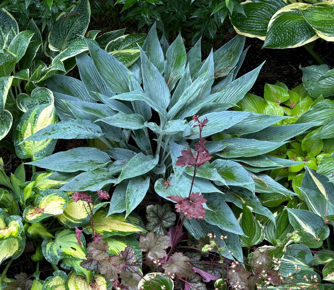 Hosta Scheherazade 5.25" Pot Well Rooted Perennial Shade Plant