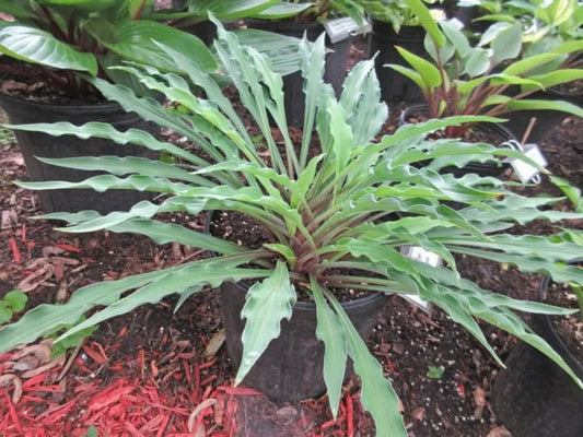 Hosta Shake Down 5.25" Pot Well Rooted Perennial Shade Plant