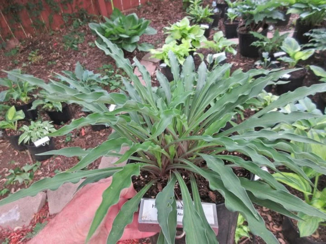 Hosta Shake Down 5.25" Pot Well Rooted Perennial Shade Plant