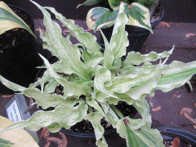 Hosta Shocking Mandy 5.25" Pot Well Rooted Perennial Shade Plant