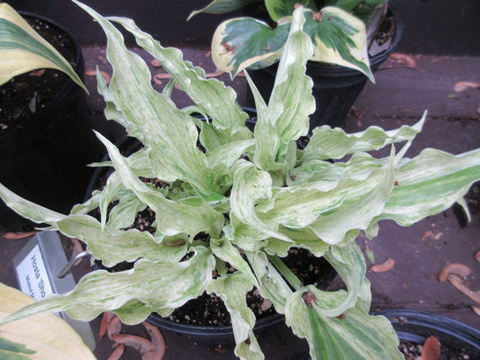 Hosta Shocking Mandy 5.25" Pot Well Rooted Perennial Shade Plant