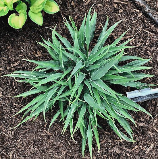 Hosta Silver Twist 5.25" Pot Well Rooted Perennial Shade Plant
