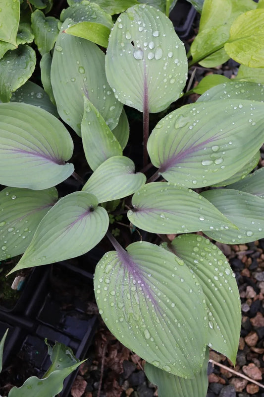 Hosta Sip of Wine 5.25" Pot Well Rooted Perennial Shade Plant