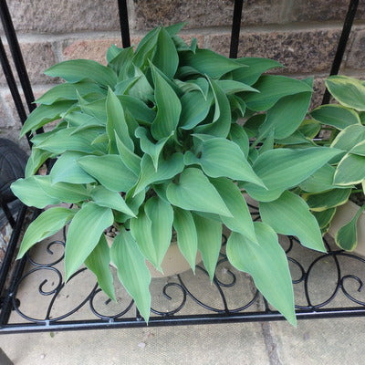 Hosta Slim and Trim 5.25" Pot Well Rooted Perennial Shade Plant