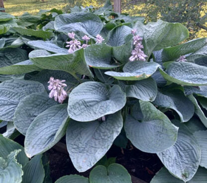 Hosta Smokey Mountain Blues 5.25" Pot Well Rooted Perennial Shade Plant
