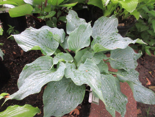 Hosta Steal the Spotlight Perennial Shade Plant Blue