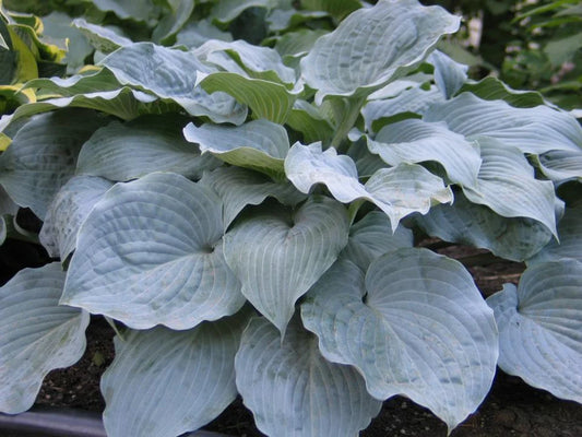 Hosta Sterling Medallion 5.25" Pot Well Rooted Perennial Shade Plant