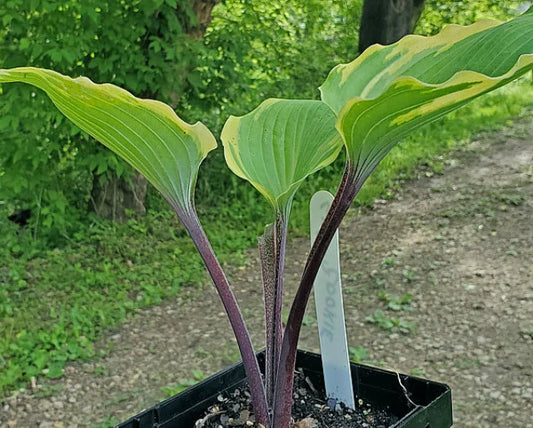 Hosta Sugar Cookie 5.25" Pot Well Rooted Perennial Shade Plant