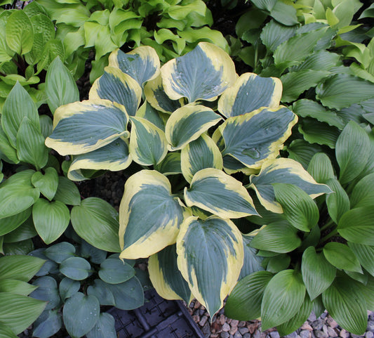 Hosta The Mighty Quinn 5.25" Pot Well Rooted Perennial Shade Plant
