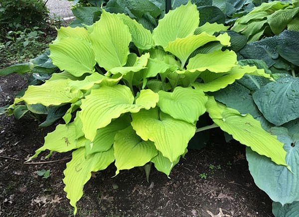 Hosta The Trophy Wife 5.25" Pot Well Rooted Perennial Shade Plant
