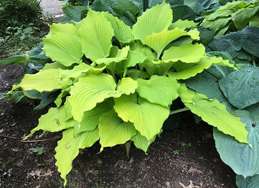 Hosta The Trophy Wife 5.25" Pot Well Rooted Perennial Shade Plant