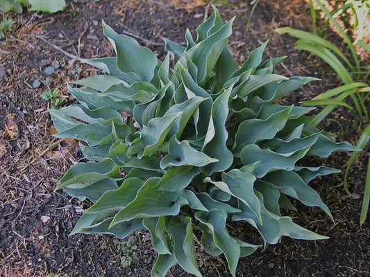Hosta Twinkle Little Star 5.25" Pot Well Rooted Perennial Shade Plant