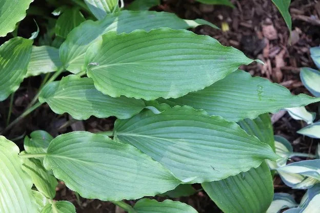 Hosta Wave Motion 5.25" Pot Well Rooted Perennial Shade Plant