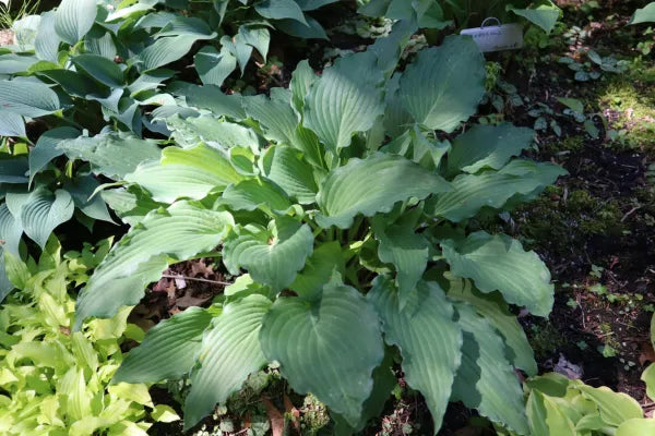Hosta Whispering Waves 5.25" Pot Well Rooted Perennial Shade Plant