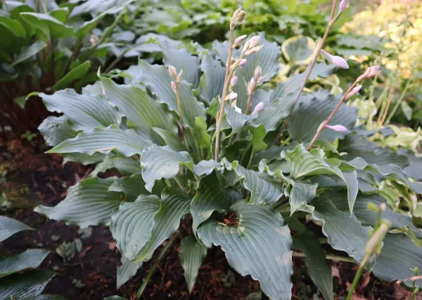 Hosta Whispering Waves 5.25" Pot Well Rooted Perennial Shade Plant