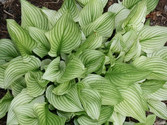 Hosta Zebra Stripes 5.25" Pot Well Rooted Perennial Shade Plant