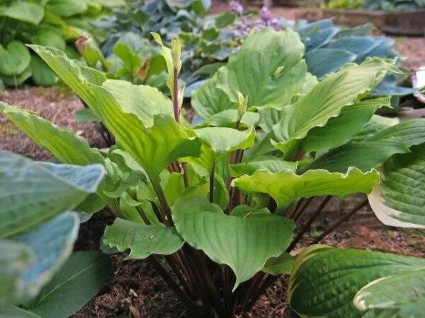 Hosta Endless Gift 5.25" Pot Well Rooted Perennial Shade Plant