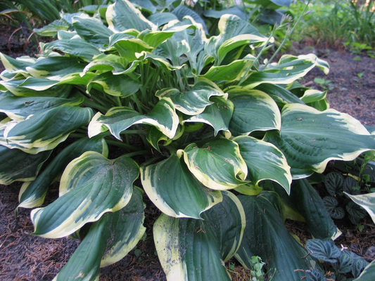 Hosta All Aflutter 5.25" Pot Well Rooted Perennial Shade Plant