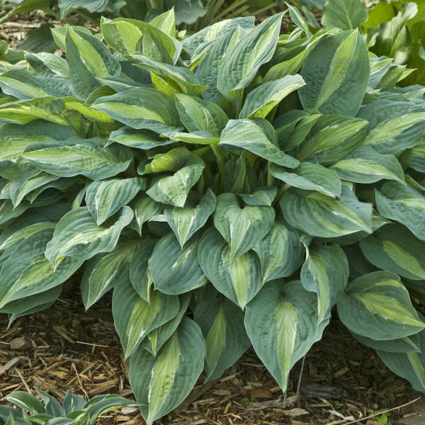 Hosta Kiwi Full Monty 5.25" Pot Well Rooted Perennial Shade Plant