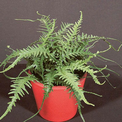 Dragontail Fern 5.25" Pot Perennial Asplenium x ebenoides Evergreen