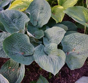 Hosta Flash Freeze 5.25" Pot Well Rooted Perennial Shade Plant
