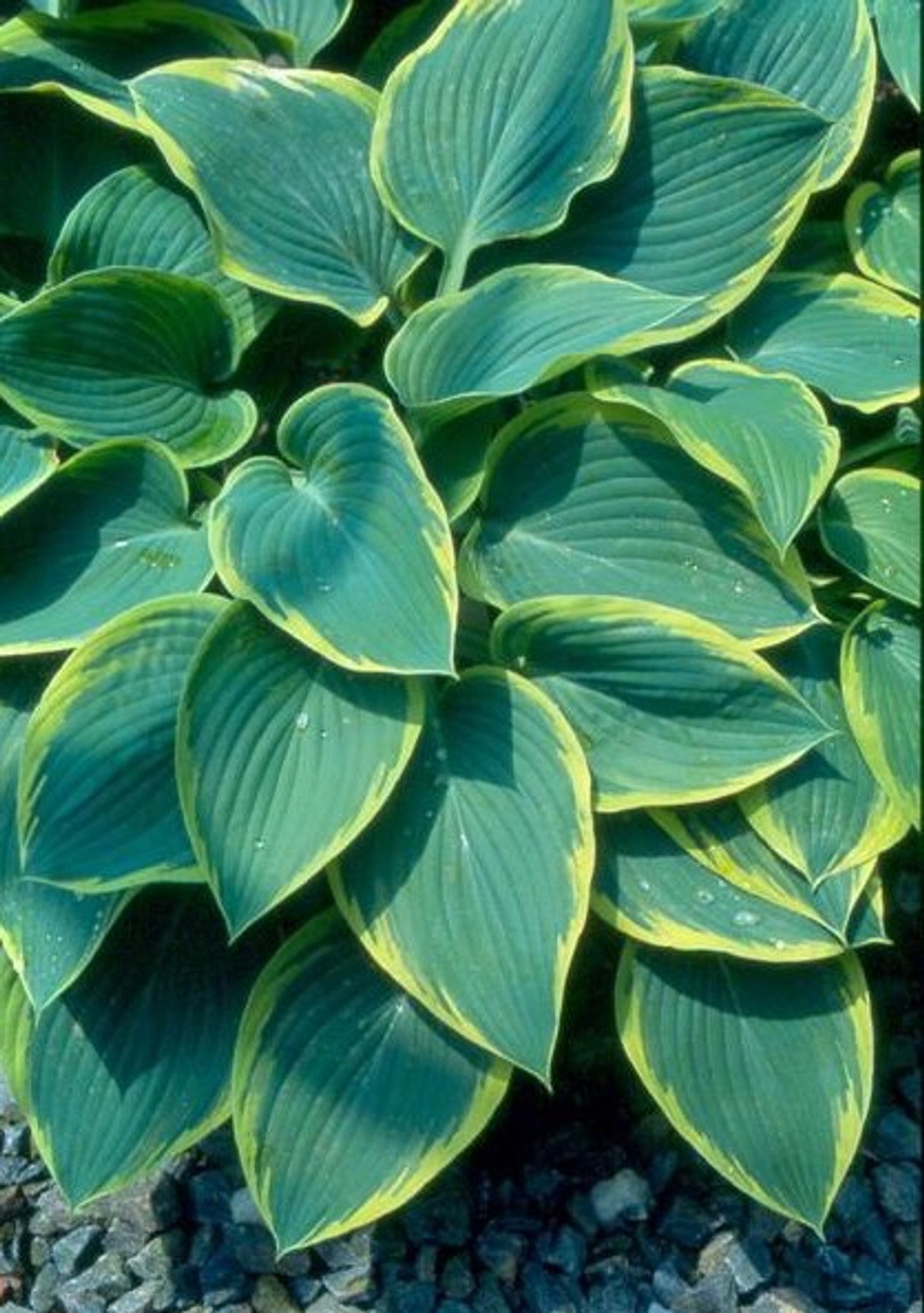 Hosta Frost Giant 5.25" Pot Well Rooted Perennial Shade Plant