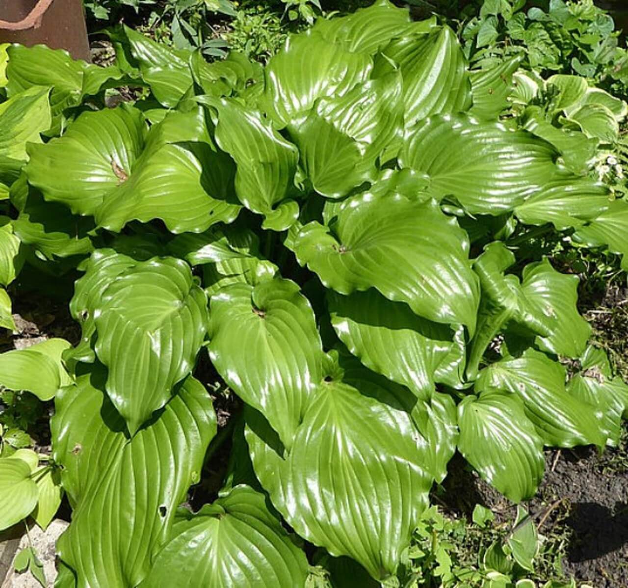 Hosta Glossy Ruffles 5.25" Pot Well Rooted Perennial Shade Plant