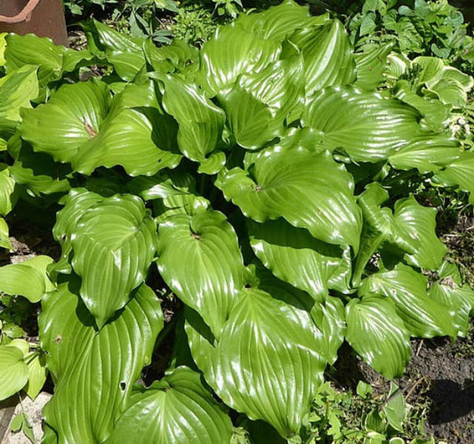 Hosta Glossy Ruffles 5.25" Pot Well Rooted Perennial Shade Plant