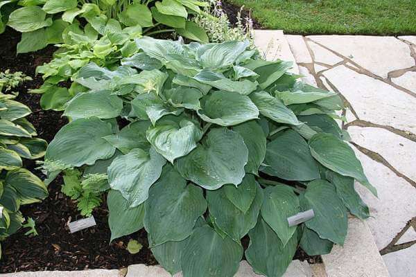 Hosta Grey Ghost 5.25" Pot Well Rooted Perennial Shade Plant