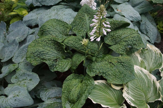 Hosta Hogwarts 5.25" Pot Well Rooted Perennial Shade Plant