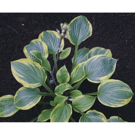 Hosta Anglo Saxon 5.25" Pot Well Rooted Perennial Shade Plant