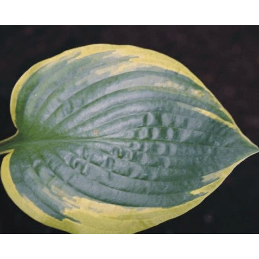 Hosta Anglo Saxon 5.25" Pot Well Rooted Perennial Shade Plant