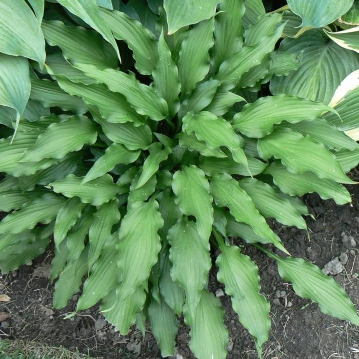 Hosta Atomic Elvis 5.25" Pot Well Rooted Perennial Shade Plant