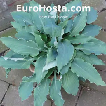 Hosta Blue Cascade 5.25" Pot Well Rooted Perennial Shade Plant