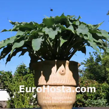 Hosta Blue Cascade 5.25" Pot Well Rooted Perennial Shade Plant