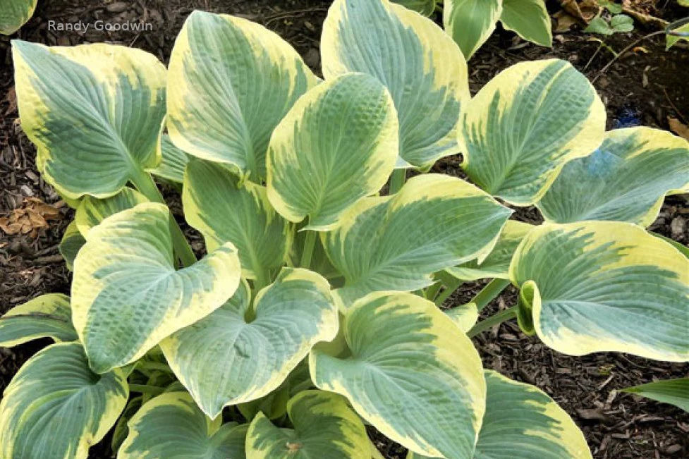 Hosta Breakwater 5.25" Pot Well Rooted Perennial Shade Plant