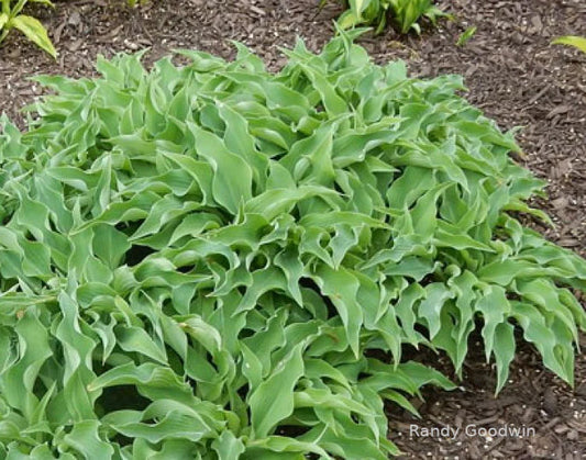 Hosta Briar Patch 5.25" Pot Well Rooted Perennial Shade Plant