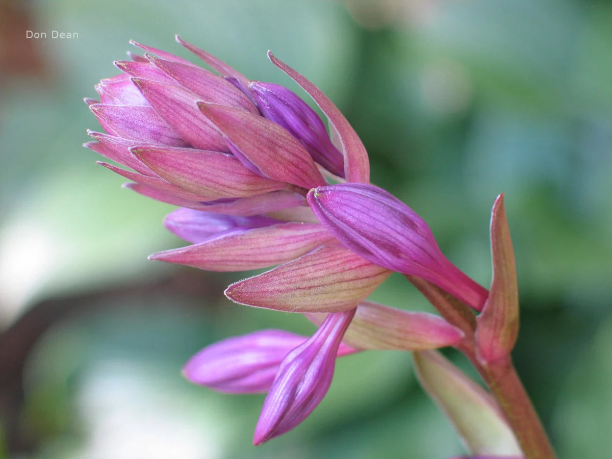 Hosta Cloud Illusions 5.25" Pot Well Rooted Perennial Shade Plant