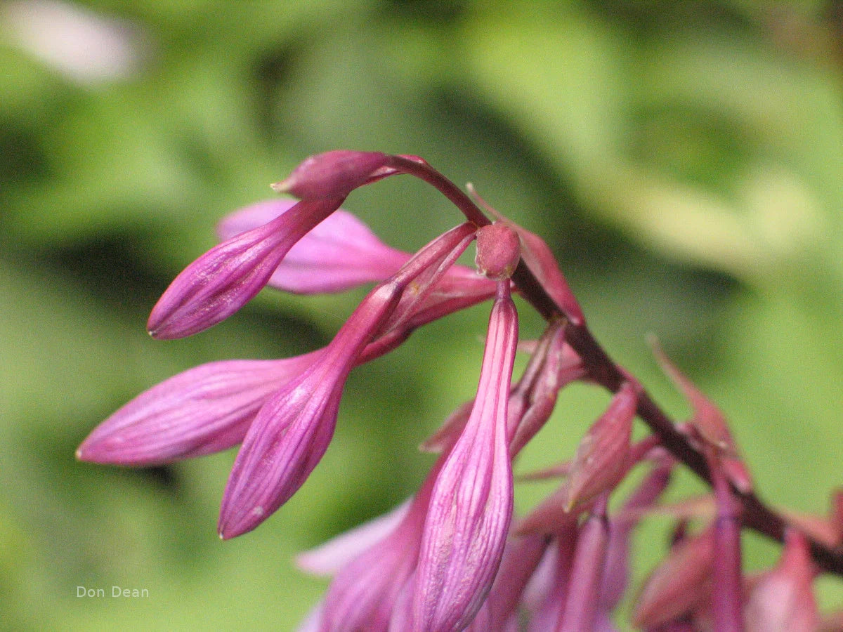 Hosta Cloud Illusions 5.25" Pot Well Rooted Perennial Shade Plant