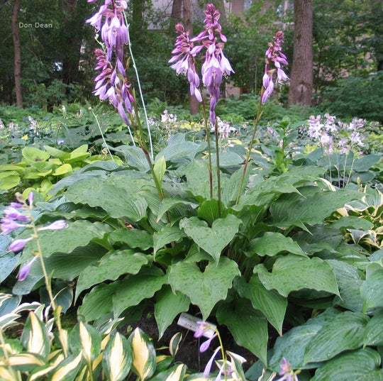Hosta Cloud Illusions 5.25" Pot Well Rooted Perennial Shade Plant