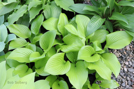 Hosta Even Better 5.25" Pot Well Rooted Perennial Shade Plant