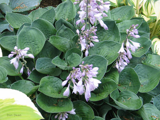 Hosta Inside Scoop 5.25" Pot Well Rooted Perennial Shade Plant