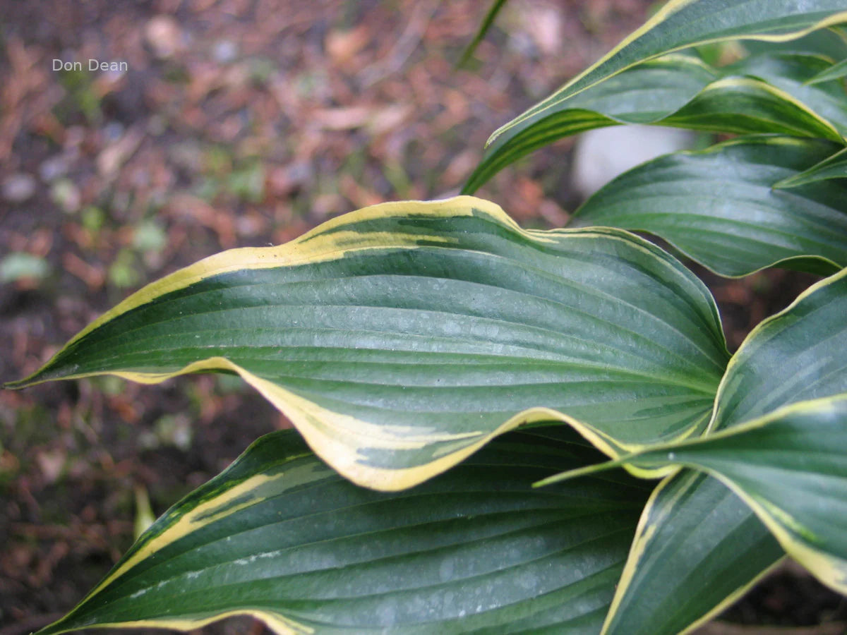 Hosta Minstrel Magic 5.25" Pot Well Rooted Perennial Shade Plant