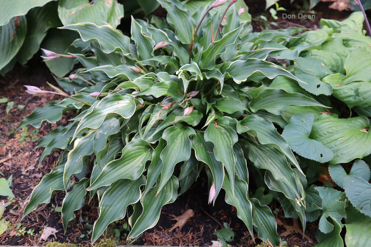 Hosta Minstrel Magic 5.25" Pot Well Rooted Perennial Shade Plant